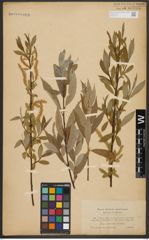 Foto von Salix alba L.